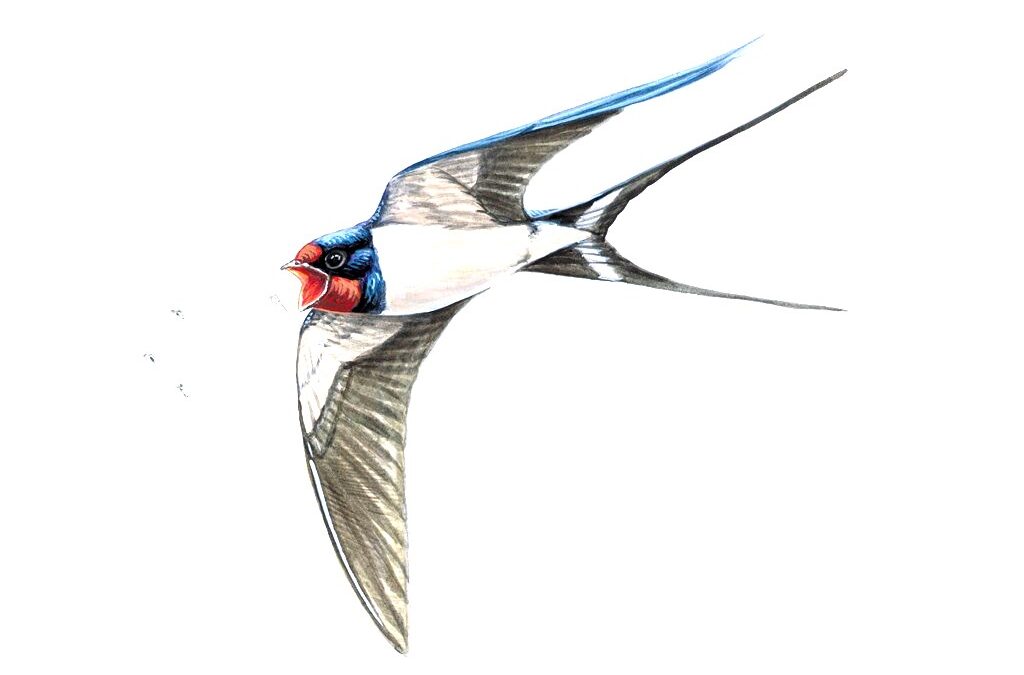 picture of swallow, mike langman