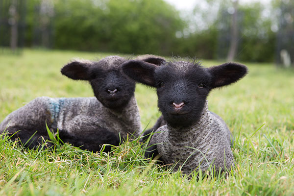 Lambs at Chiltern Open Air Museum